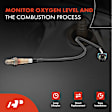 OS164 2x O2 Oxygen Sensor
