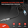 OS180 Upstream; Downstream, Driver or Passenger Side Oxygen Sensor, Set of 4, 5.3L, 8Cyl