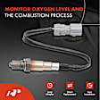 2-Pc Oxygen Sensor, Downstream Front & Rear, 4-Pin, A-Premium OS181