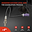 OS184 Upstream Downstream O2 Oxygen Sensor