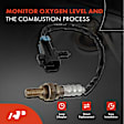 OS192 2x Upstream & Downstream O2 Oxygen Sensor