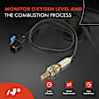 OS196C Upstream Downstream O2 Oxygen Sensor