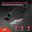 OS230C Upstream Downstream O2 Oxygen Sensor