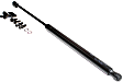 Driver and Passenger Side Trunk Lid Lift Support, Coupe