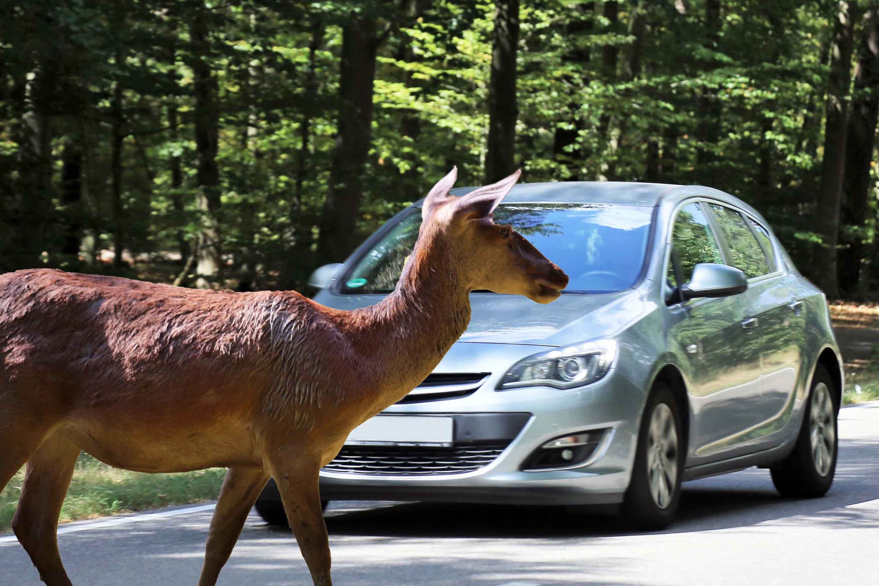 accidents involve wildlife